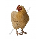 GALLINA AFFUMICATA CONGELATA