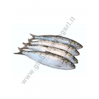 SARDINE (ALACCE)