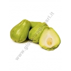 CHAYOTE