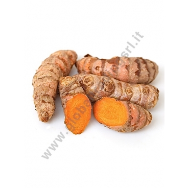 TURMERIC - NGHE - CURCUMA RADICE