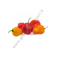 PIMENTO HABANERO