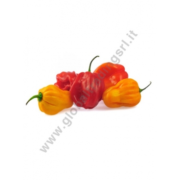 PEPERONCINO HABANERO