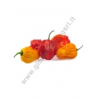 PIMENTO HABANERO