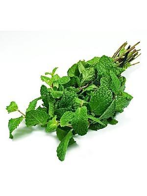 MENTA FRESCA CT-BDNOO 0072853