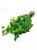 MENTA FRESCA CT-BDNOO 0072853
