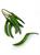 GREEN CHILLI - BDNOO 007285 10 kg CIRCA