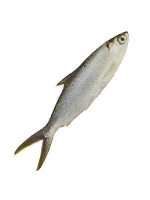 SARANGANI BAY MILKFISH BABY MARINATO SPLIT 17x400g*