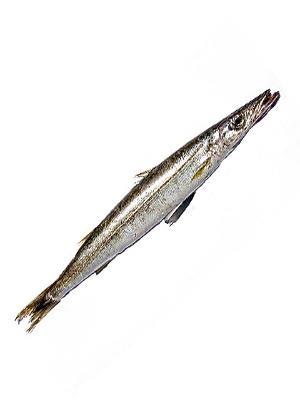 BARRACUDA CONGELATO 10kg