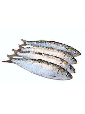 SARDINA (ALACCIA INTERA) CONGELATA  10Kg/21kg  KG