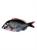 PESCE IMPERATORE CONGELATO kg