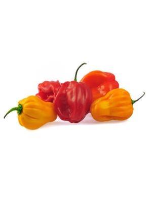 HOT PEPPER CT 2KG - BDNOO 0072853 MAROCCO ND