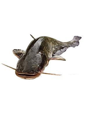 PESCE GATTO THAI CONGELATO 4/5/8KG