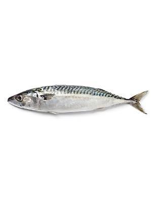 CKF TILAPIA CONGELATA 1UP 5KG/10KG * (N)