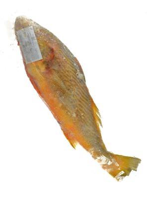 OMBRINA CONGELATA  KG
