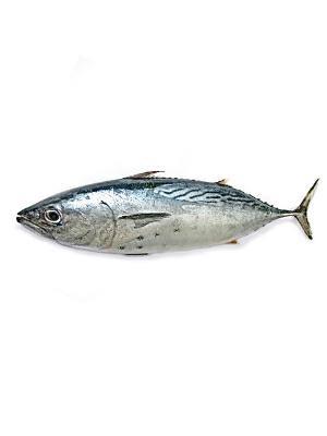TUNA BONITOCONGELATO 10-17KG