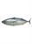 TUNA BONITOCONGELATO 10-17KG